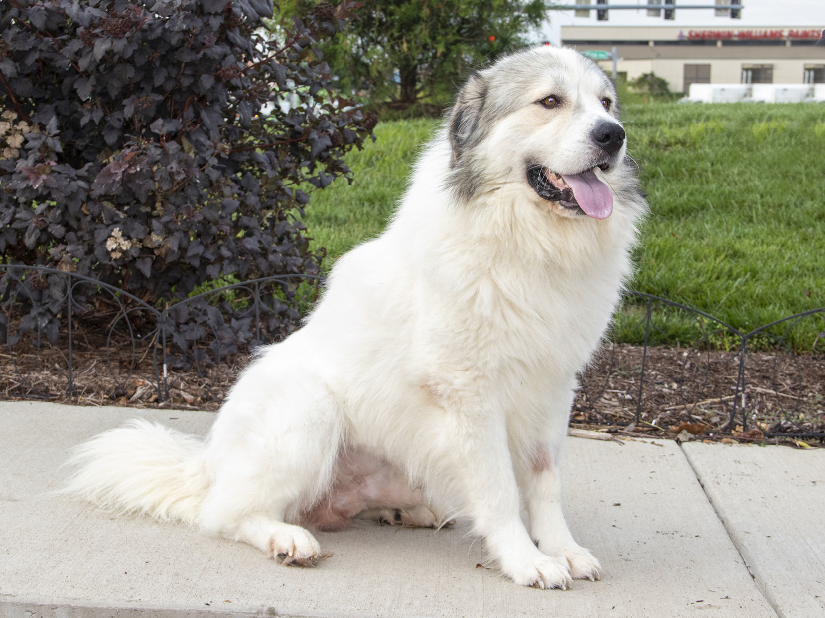 Pet of the week: Buddy